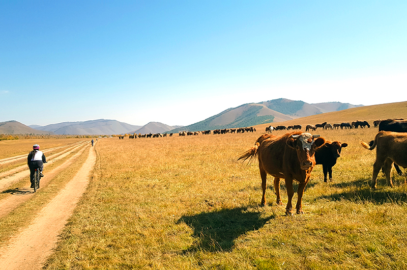 Cycling tour in Mongolian grassland